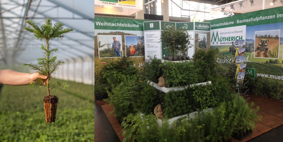 Jungpflanzen Forstpflanzen Weihnachtsbaumpflanzen