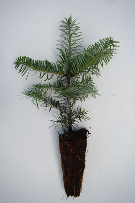 Nordmanntanne Weihnachtsbaumpflanze